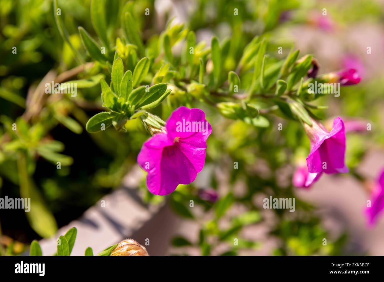 Primo piano del Fiore di gelsomino cileno in Umbria Foto Stock