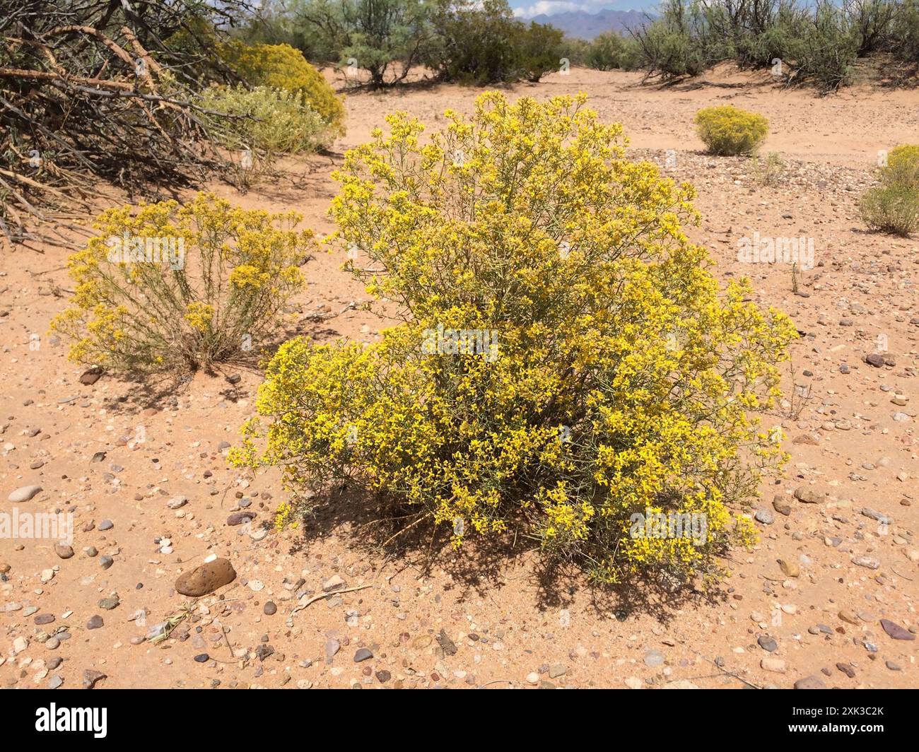 Scopa serpente (Gutierrezia sarothrae) Plantae Foto Stock