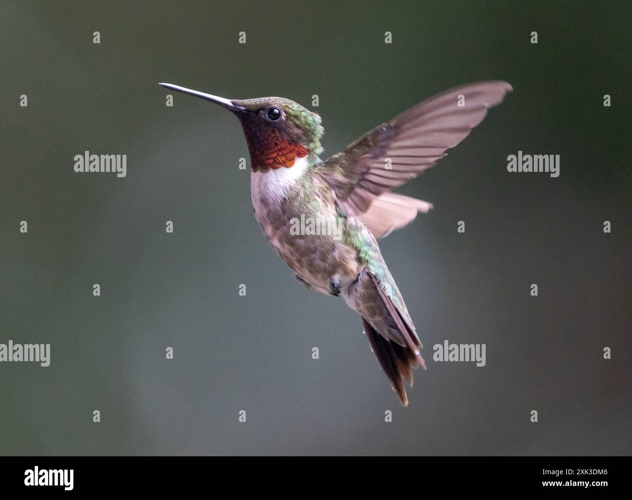 Colibrì maschio dalla gola rubina che si libra su uno sfondo sfocato. Foto Stock