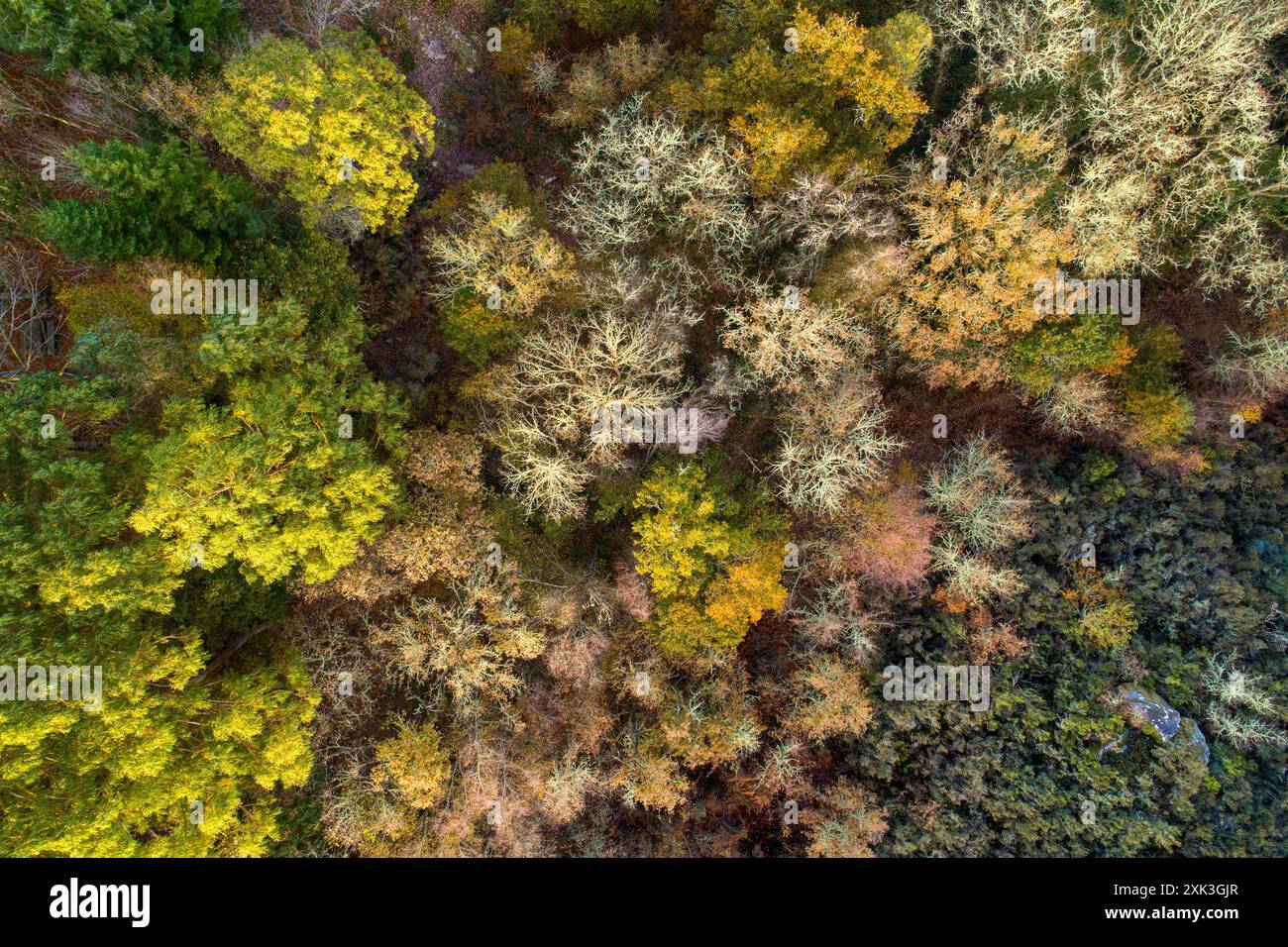 vista zeniziale di una foresta decidua in autunno da un drone Foto Stock