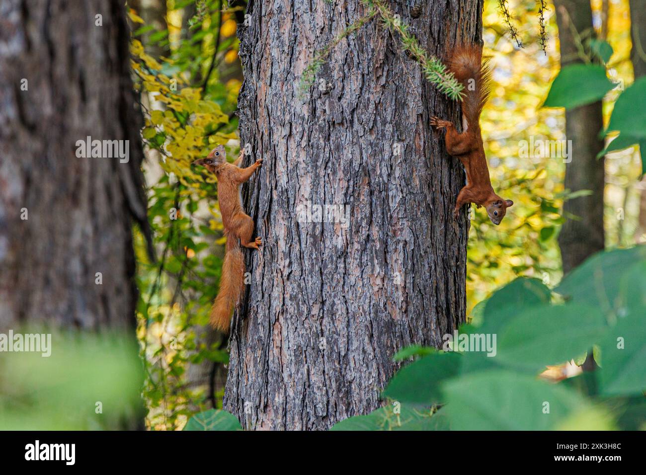 Due scoiattoli rossi si arrampicano su un tronco di albero in una foresta, andando in direzioni opposte. Le loro code sono visibili, circondate da foglie verdi e gialle Foto Stock