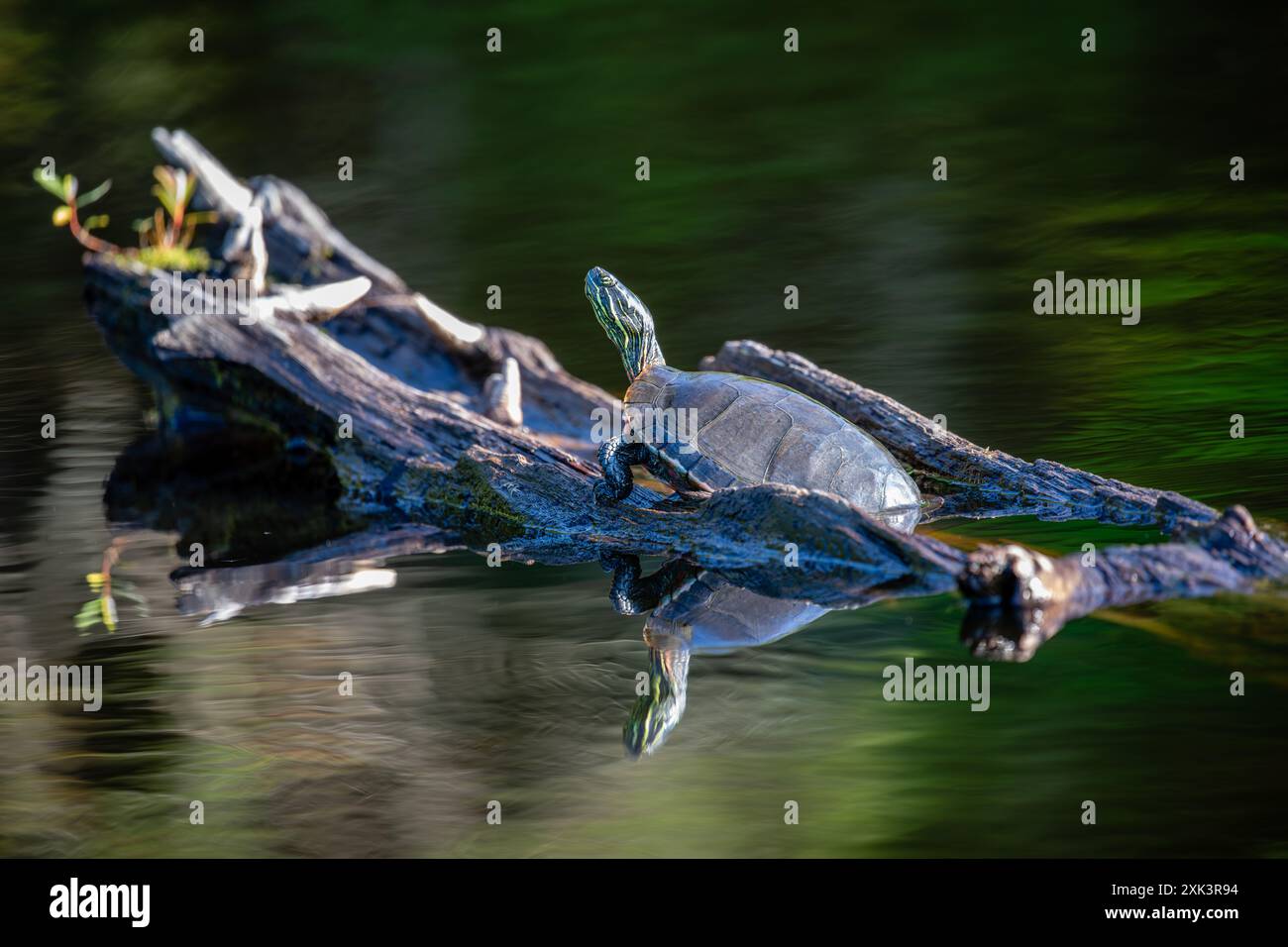 WESTERN Painted Turtle (Chrysemys picta) strisciando su un tronco in estate, orizzontale Foto Stock