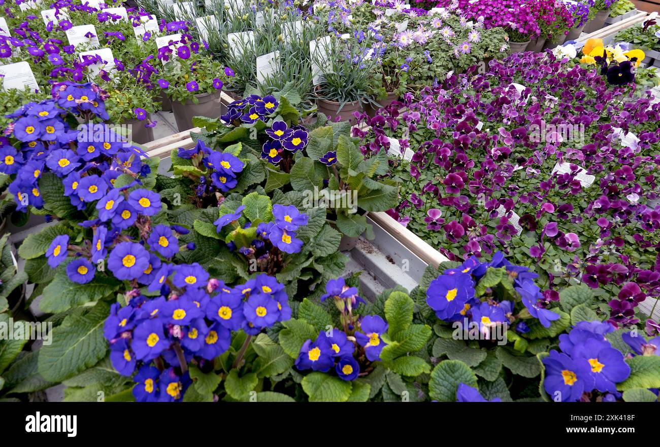 Piante in vaso in un vivaio da giardino Foto Stock