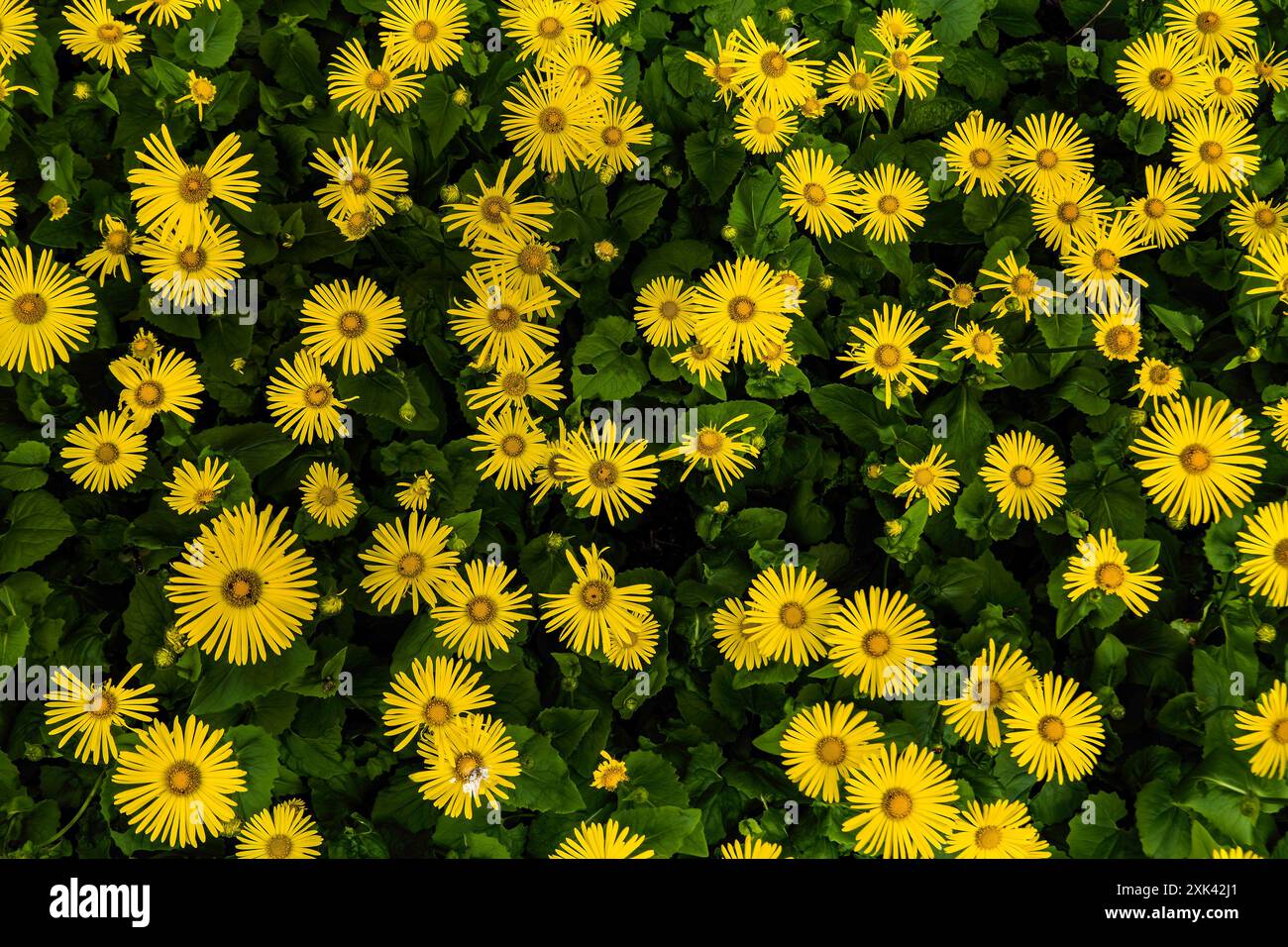 Fiori gialli Foto Stock