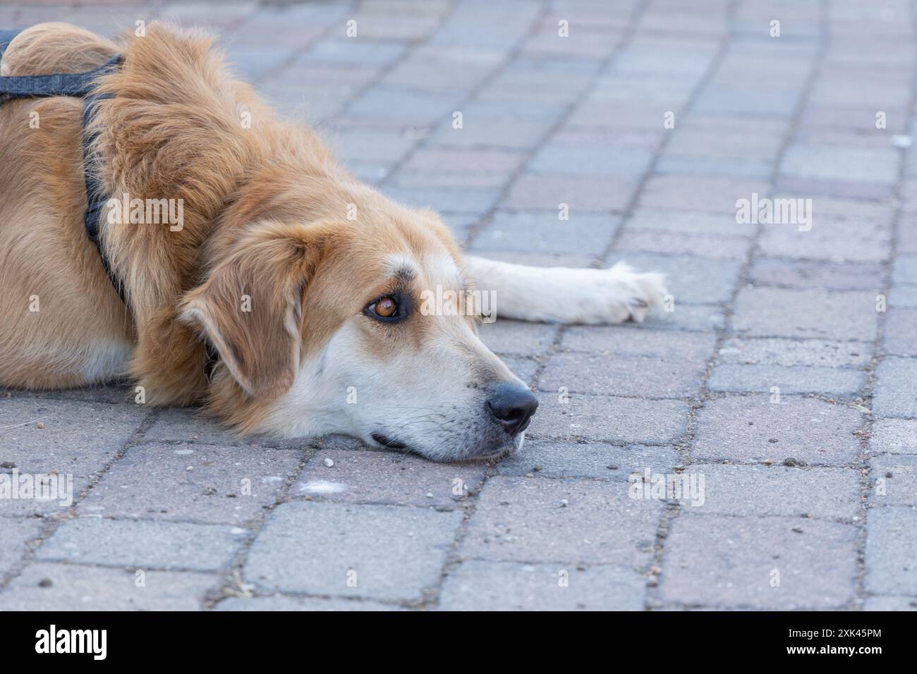 Roma, Italia. 20 luglio 2024. Un cane nel quartiere Casetta Mattei a Roma in una calda giornata estiva (foto di Matteo Nardone/Pacific Press/Sipa USA) crediti: SIPA USA/Alamy Live News Foto Stock