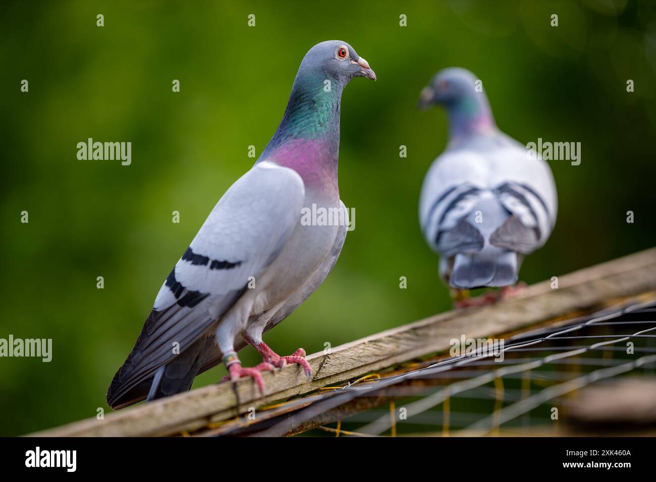 Due piccioni arroccati su una trave di legno con sfondo verde sfocato Foto Stock