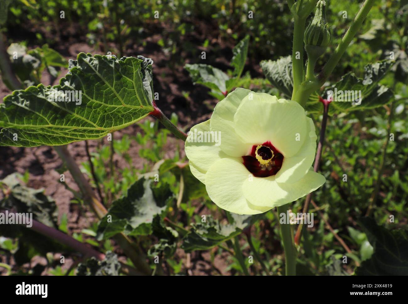 Fiore di pianta di okra (Abelmoschus esculentus) nell'alto Egitto Foto Stock