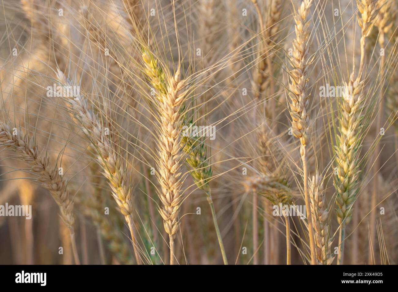 Primo piano di orecchie di grano dorato in un campo, che mostrano la consistenza e i dettagli dei chicchi. La luce del sole mette in risalto le tonalità dorate e il verde della y Foto Stock