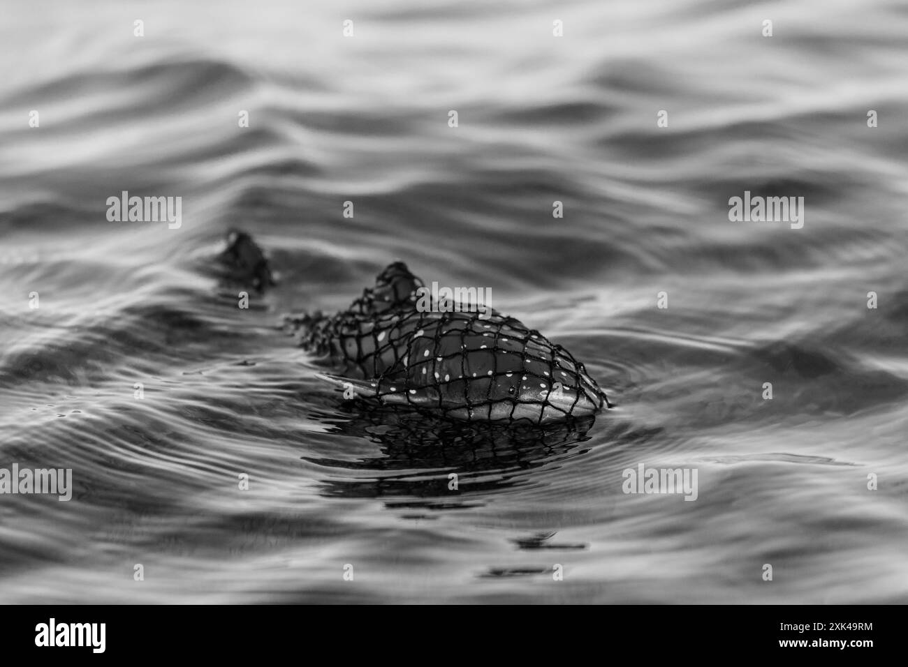 Squalo balena giocattolo intrappolato in una rete da pesca. Inquinamento oceanico mondiale con il concetto di rifiuti di plastica. Gli animali marini sono danneggiati dalla spazzatura di plastica. Pesca eccessiva Foto Stock