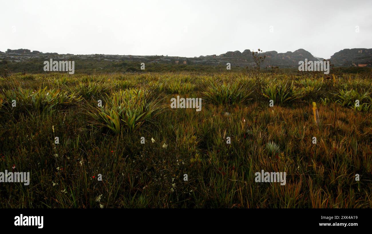 Piante di Stegolepis che crescono sull'altopiano di Auyan Tepui in un habitat molto umido, il Venezuela Foto Stock
