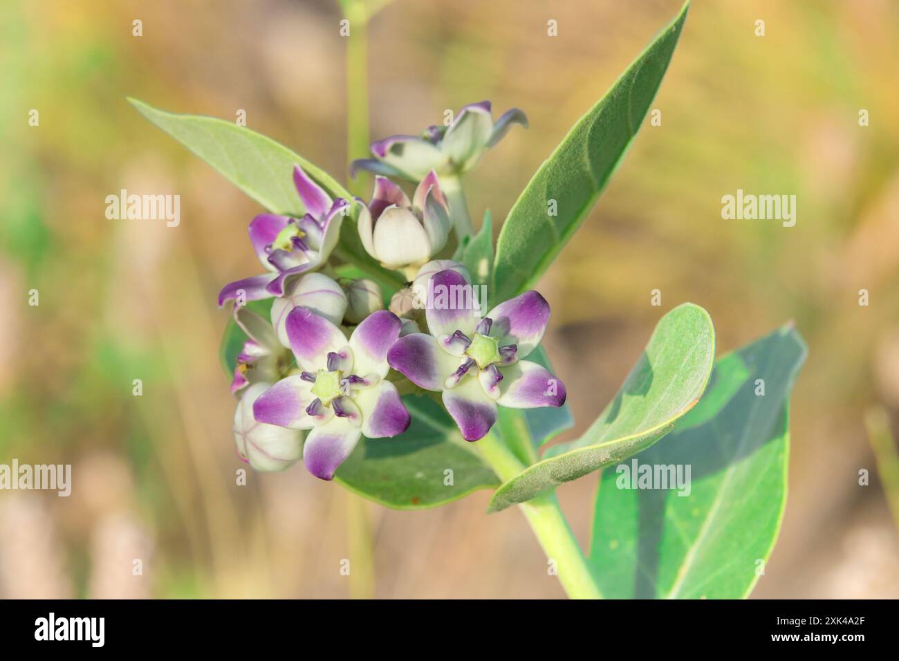 Un primo piano di delicati fiori viola e bianchi che fioriscono su uno stelo verde, con uno sfondo sfocato di verde e marrone. (Penisola araba, Akak Foto Stock