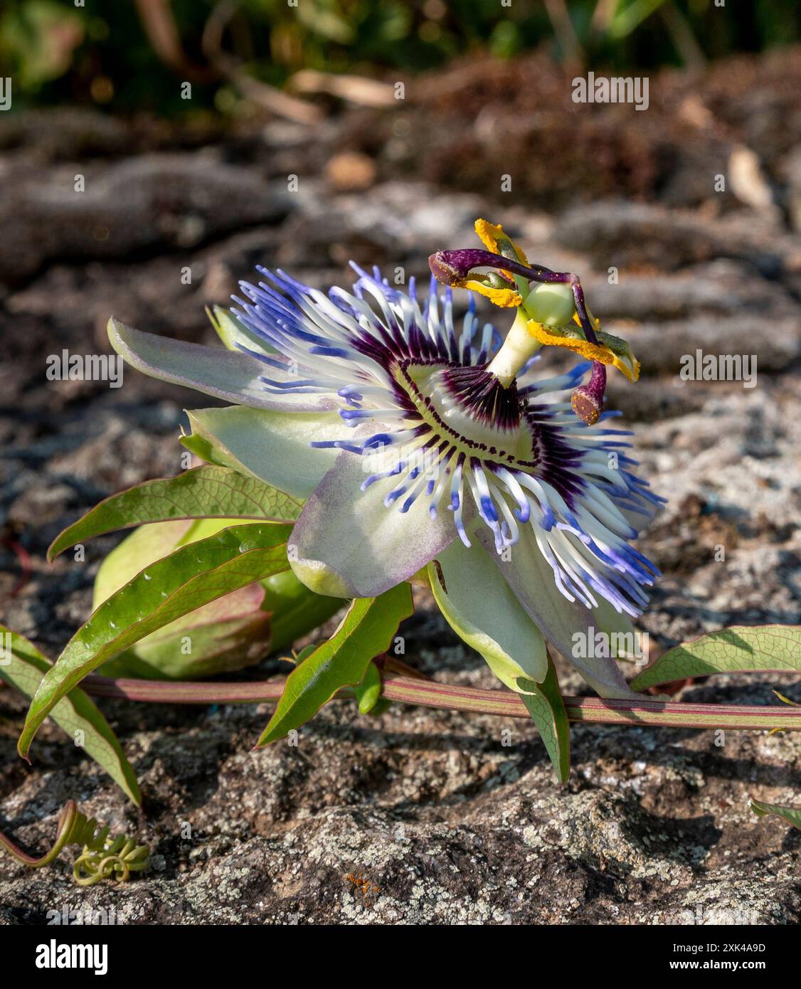 Fiore blu di Passiflora (Passiflora caerulea). Foto Stock