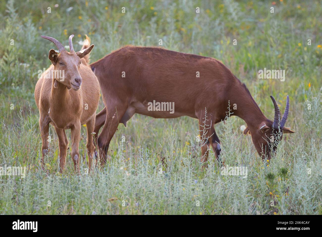 due carine capre domestiche brune che pascolano alla fattoria Foto Stock