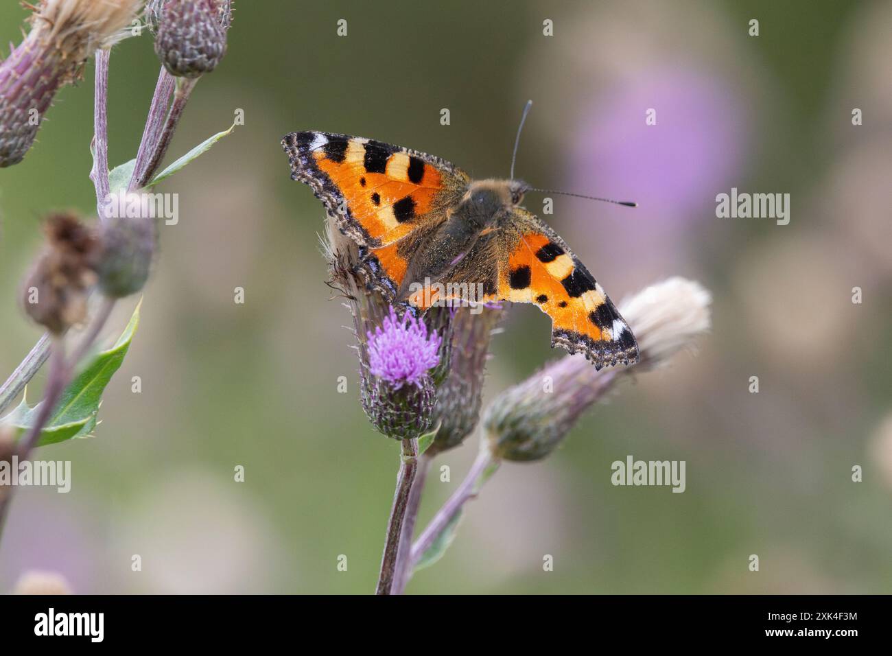 Piccola tartaruga (Aglais urticae) Foto Stock