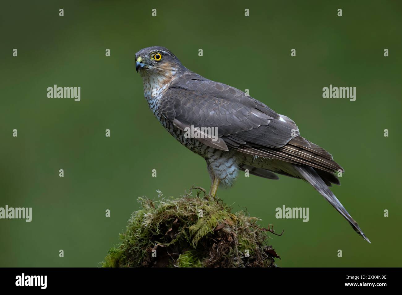 Sparrowhawk (Accipiter nisus) in una radura forestale scozzese Foto Stock