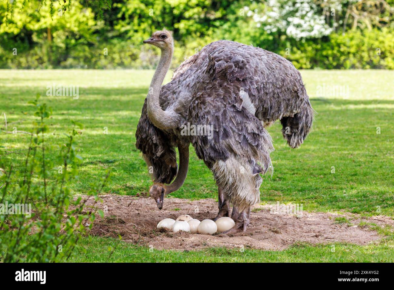 Un paio di struzzi femminili adulti, struthio camelus, che guardano una poppata di uova in un nido di sabbia. Foto Stock