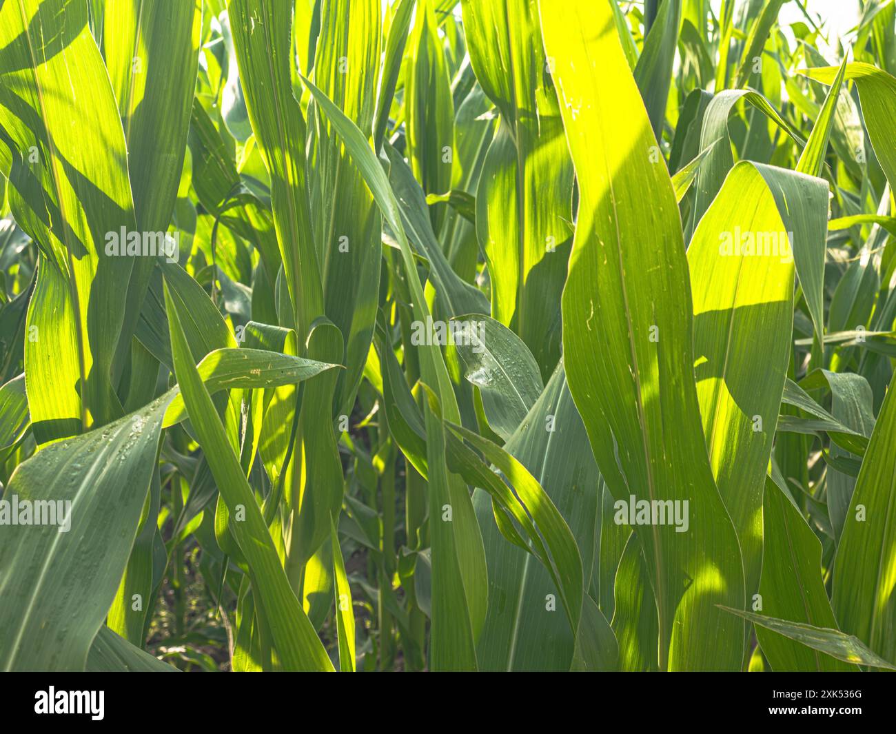 La raccolta del mais sul campo è una visione vivace, con orecchie dorate pronte per la raccolta. Gli agricoltori raccolgono il raccolto utilizzando macchinari, garantendo un'abbondante yi Foto Stock