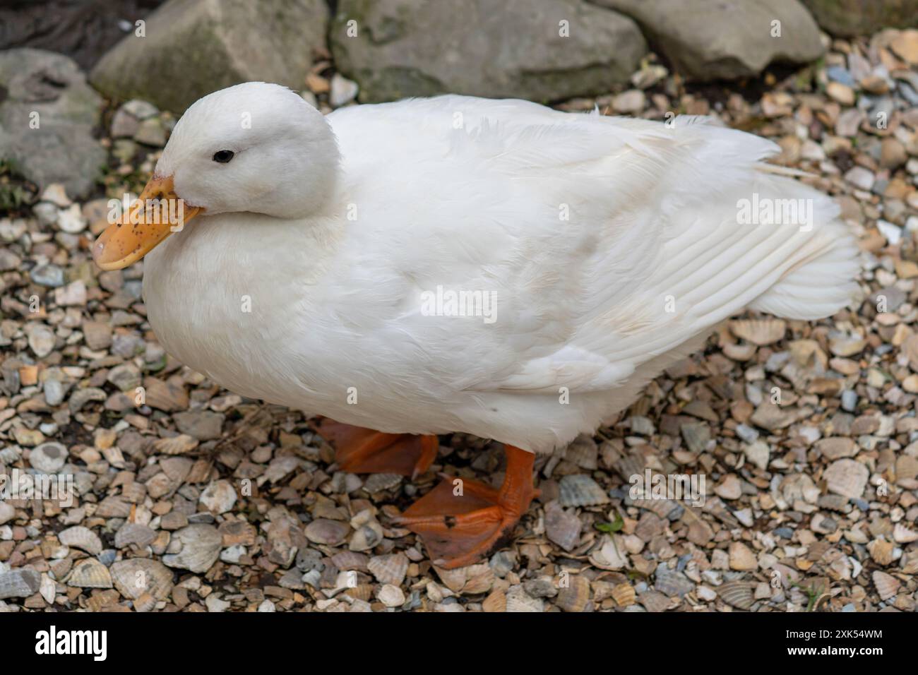 Pekin bianco a riposo (Anas platyrhynchos domestica) Foto Stock