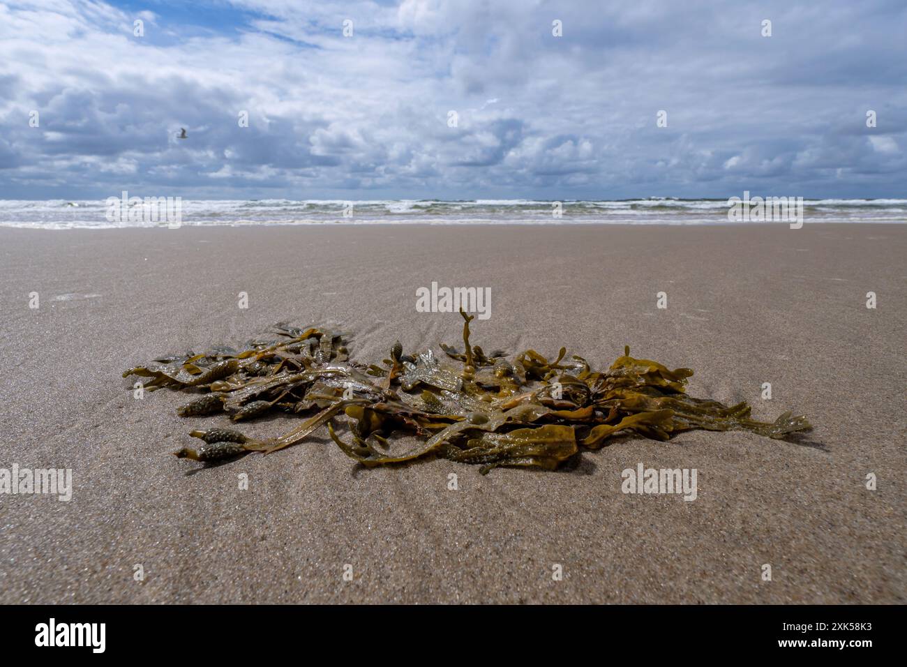 Alghe marine (Fucus vesiculosus) sulla spiaggia sabbiosa di Callantsoog, Paesi Bassi Foto Stock