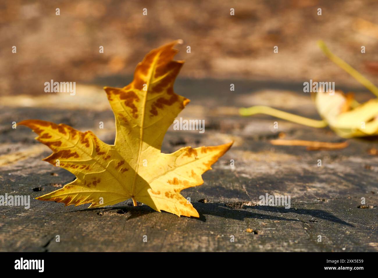 un albero o un arbusto con foglie lobate, frutta alata e colorato fogliame autunnale, coltivato come ornamentale o per il suo legname o linfa sinuosa Foto Stock