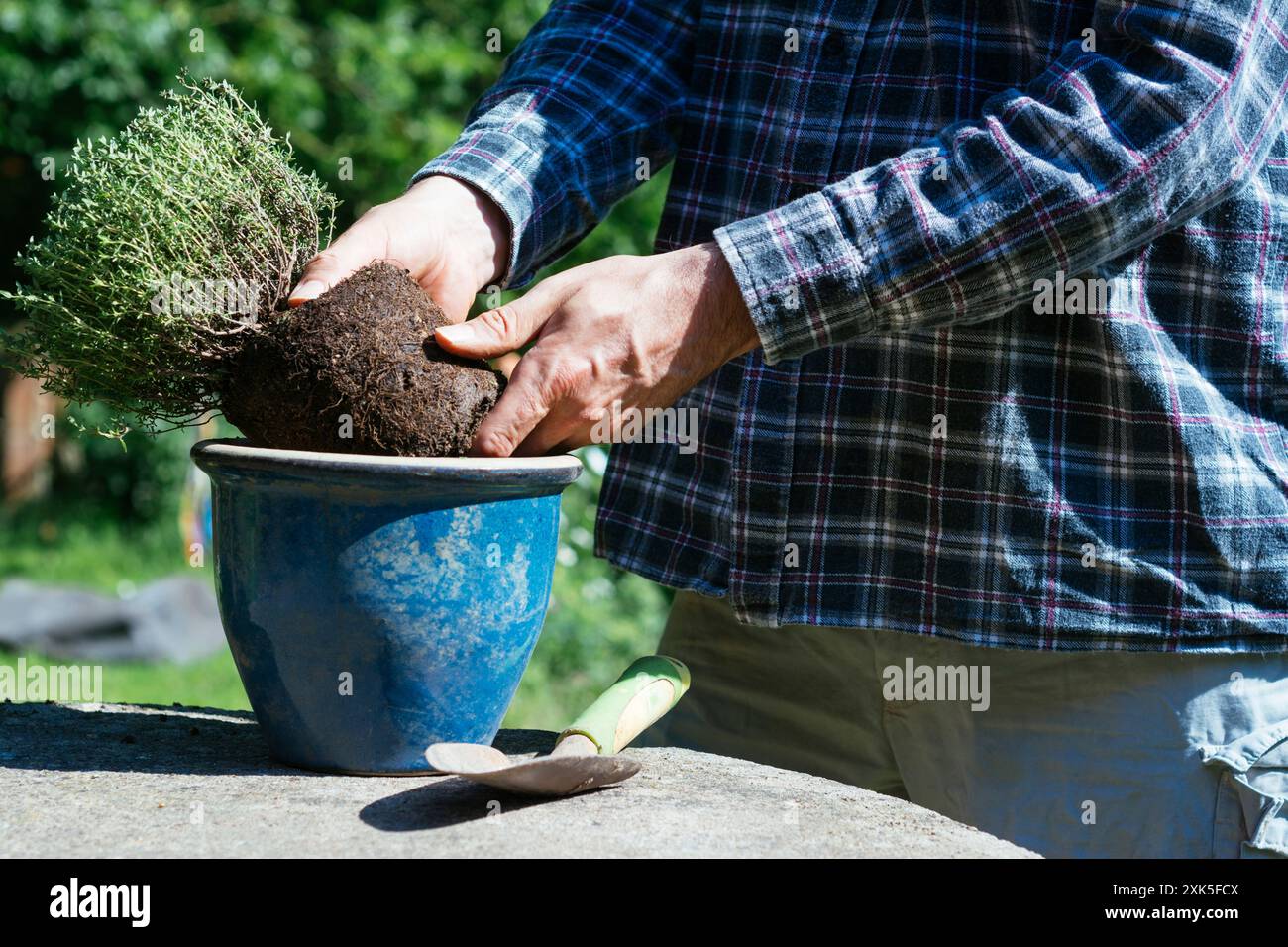 Giardiniere che piantano timo in una pentola. Foto Stock