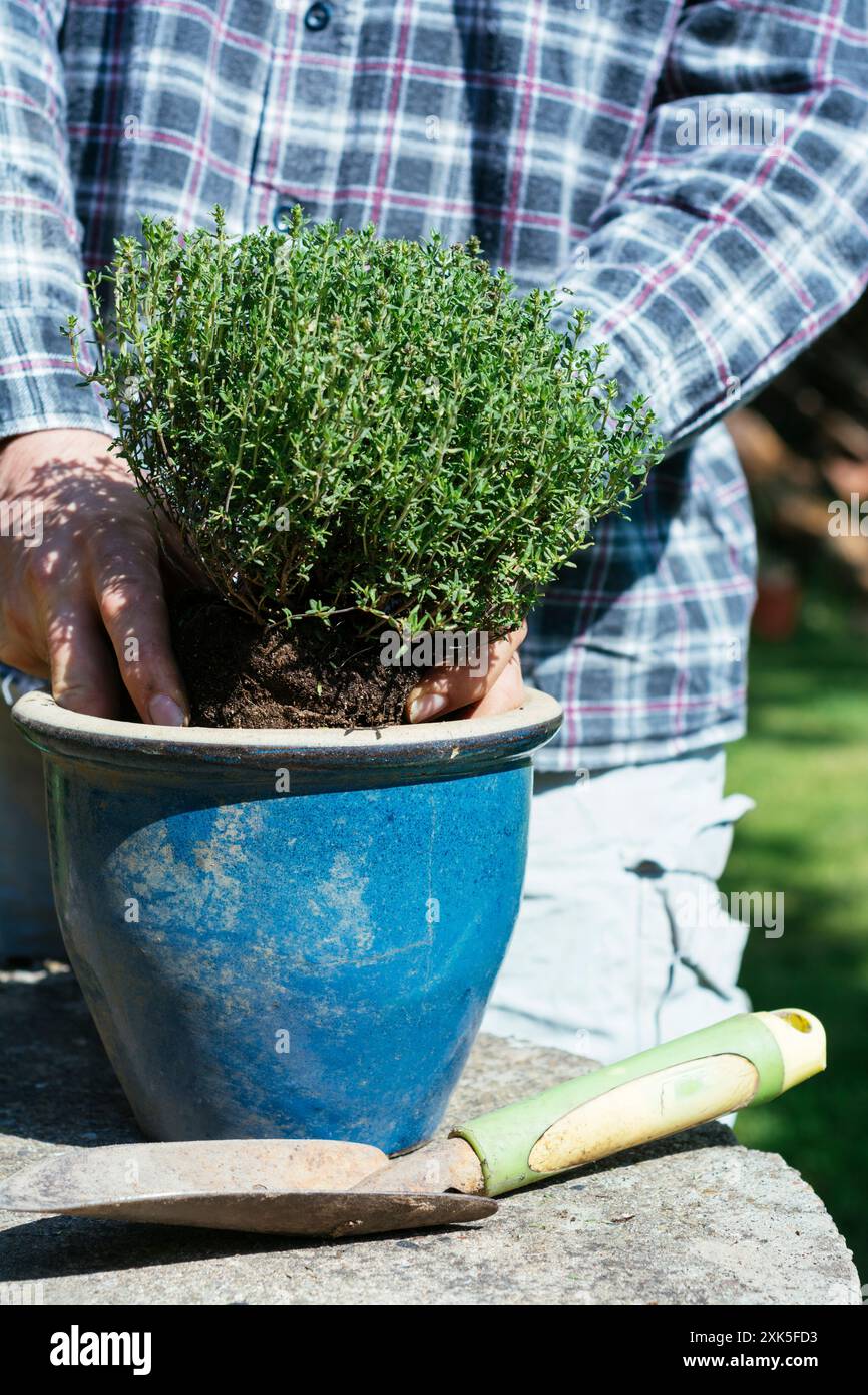 Giardiniere che piantano timo in una pentola. Foto Stock