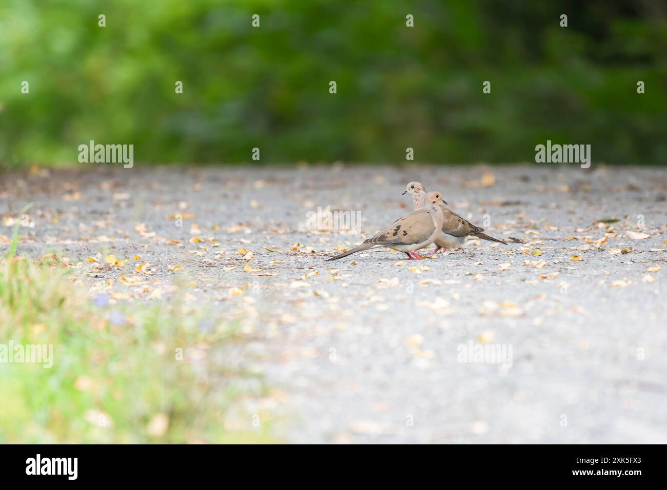 La coppia di colombe in lutto (Zenaida macroura) nel Chesapeake e Ohio Canal National Historical Park. Maryland. STATI UNITI Foto Stock