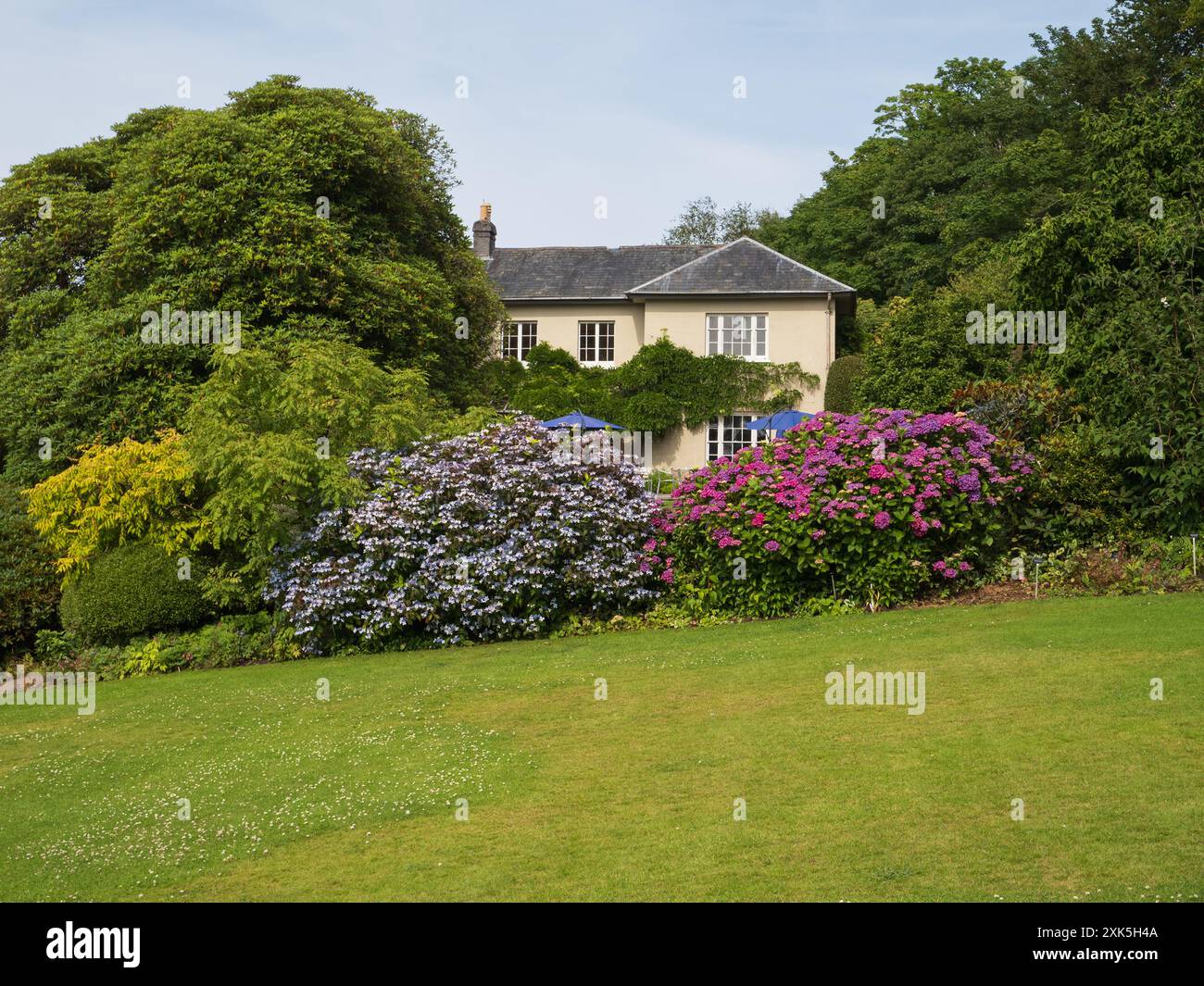Vista sul prato superiore sopra Hydrangea serrata 'Bluebird' e Hydrangea macrophylla 'Pia' presso la Garden House, Devon, Regno Unito Foto Stock
