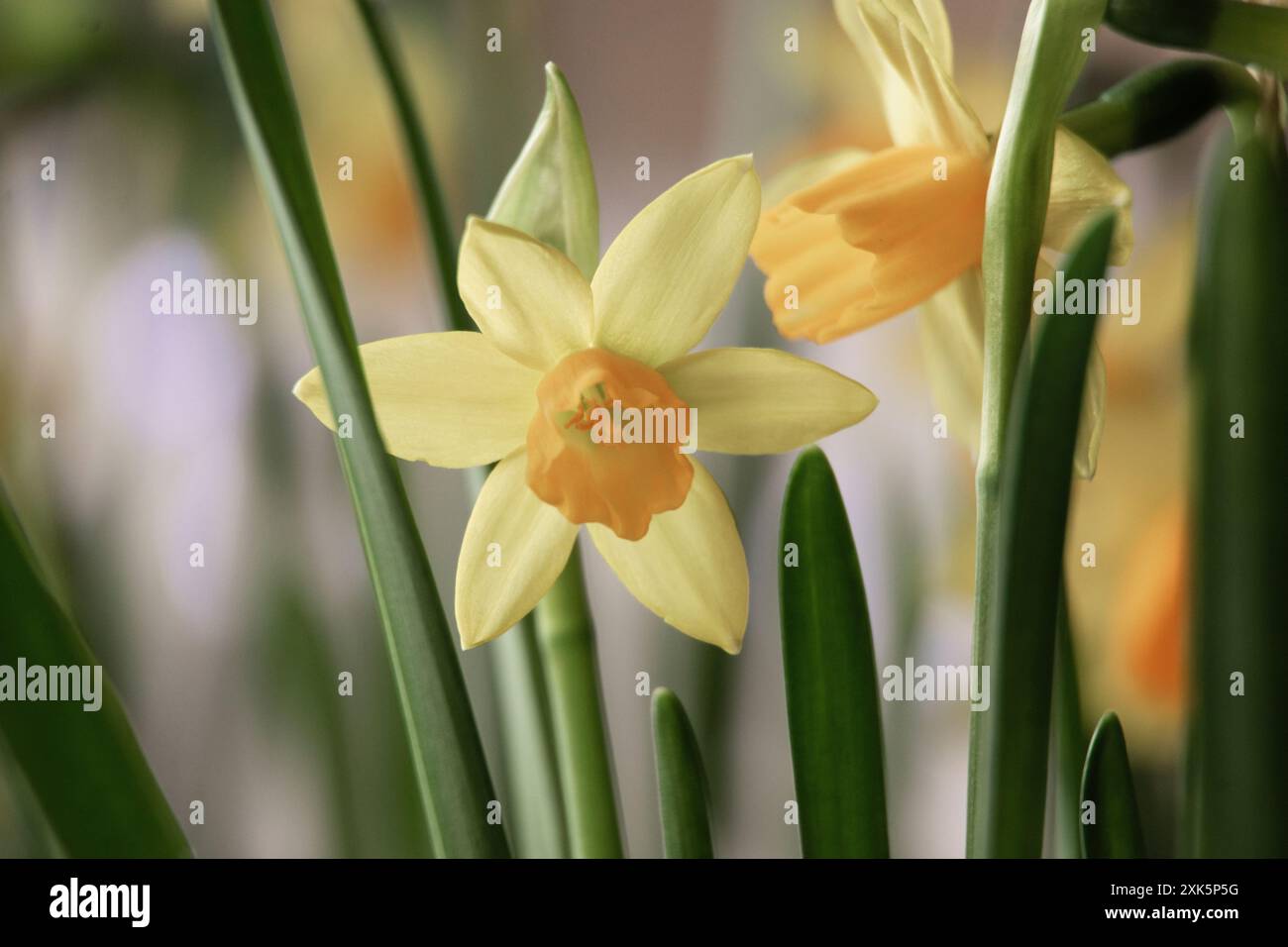 primi fiori primaverili narcisi gialli. primo piano di gemme su un'aiuola Foto Stock