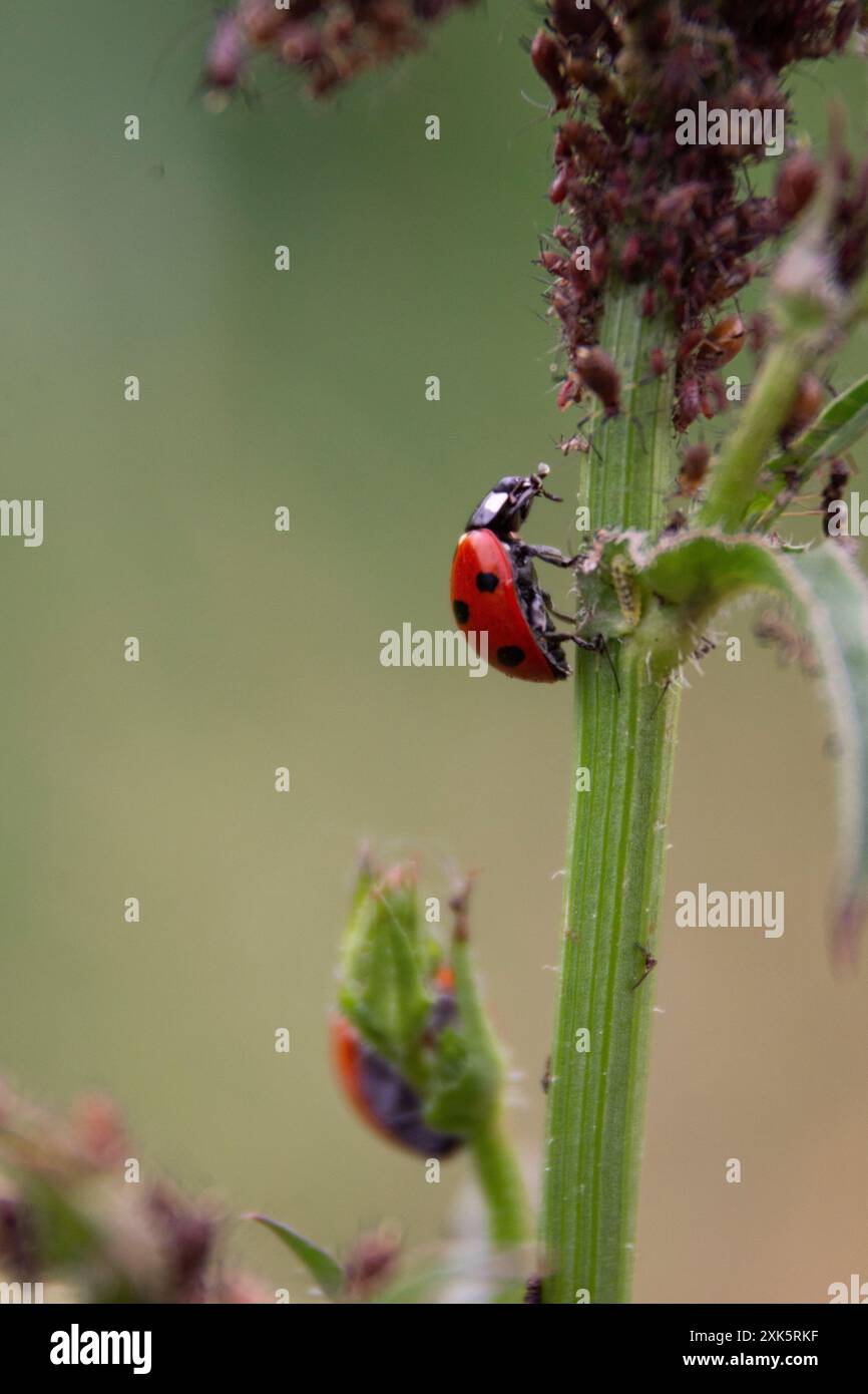 ladybug mangia gli afidi sull'erba nel terreno del giardino Foto Stock
