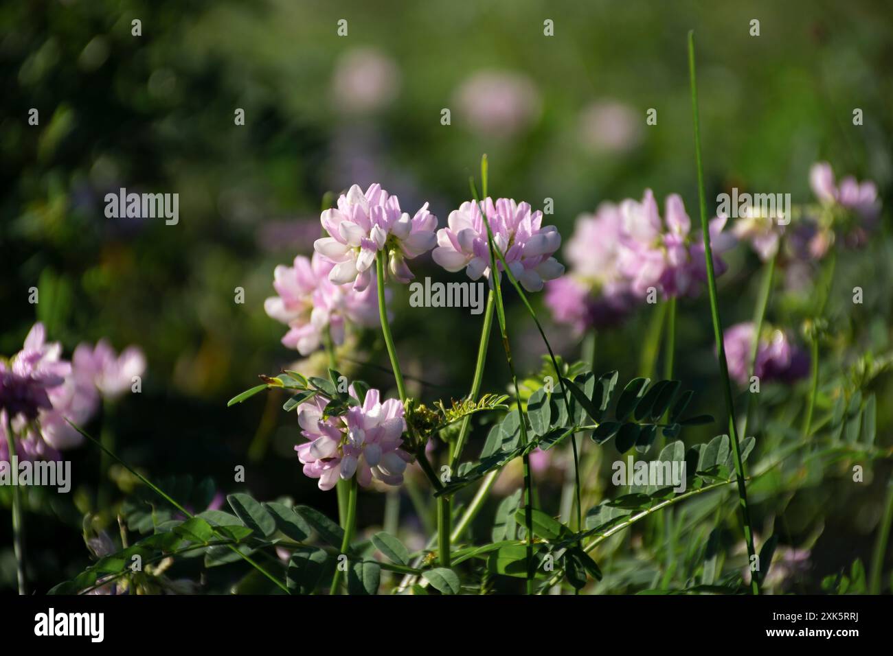 trifoglio di prato in una radura in una soleggiata giornata estiva - un foraggio prezioso e un pascolo. Foto Stock