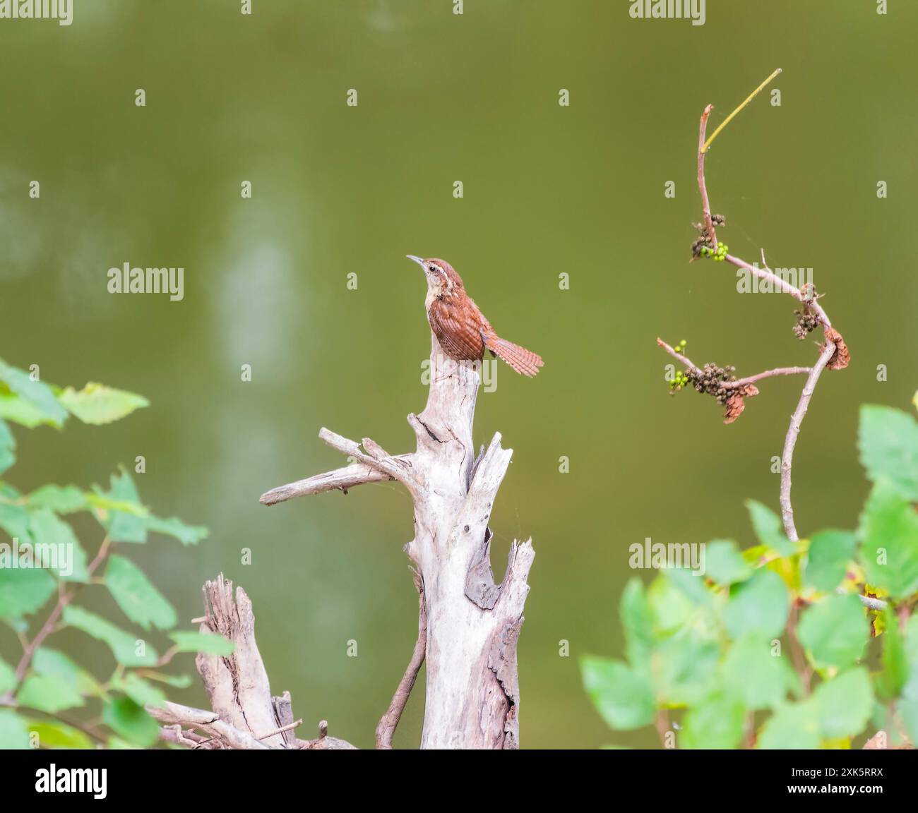 Carolina wren (Thryothorus ludovicianus) seduta su un ramo morto. Chesapeake e Ohio Canal National Historical Park. Maryland. STATI UNITI Foto Stock