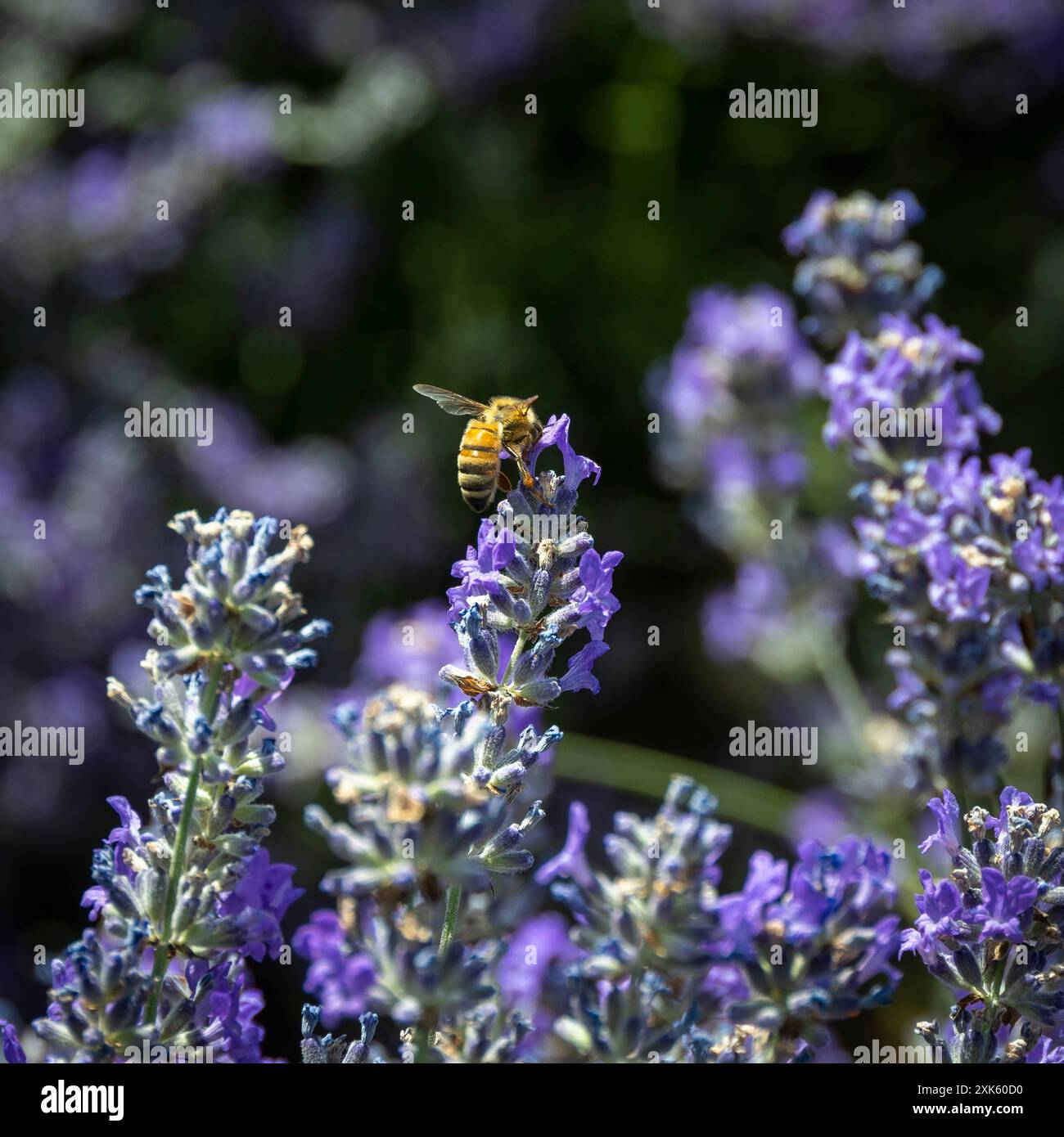 Un'ape raccoglie il polline da un fiore di lavanda in un campo di piante di lavanda bagnate dal sole Foto Stock