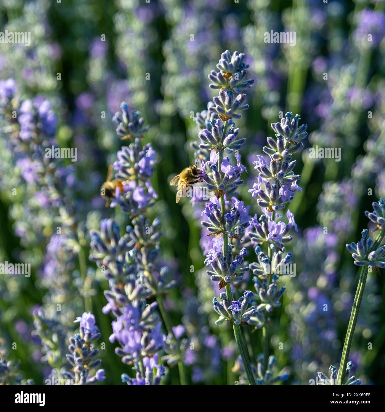 Un'ape raccoglie il polline da un fiore di lavanda in un campo di piante di lavanda bagnate dal sole Foto Stock