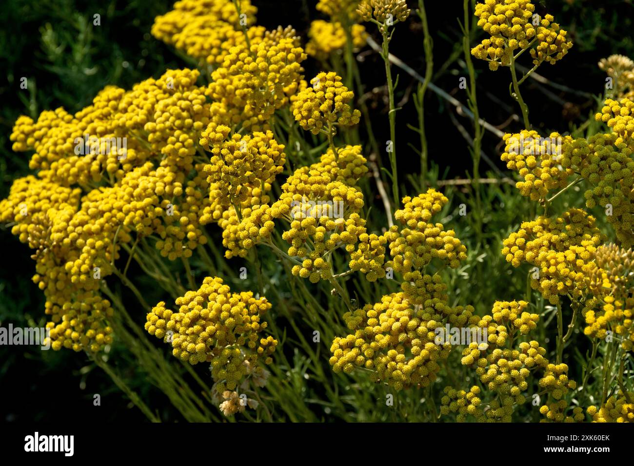 Fiori gialli di stoechas Helichrysum che crescono selvaggiamente in un paesaggio mediterraneo illuminato dal sole all'inizio della primavera Foto Stock