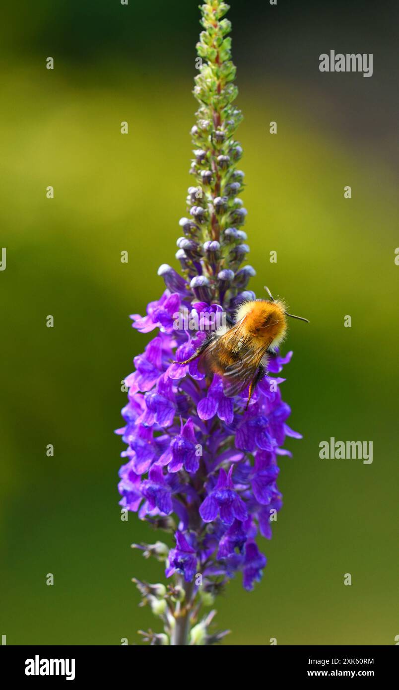 Pisello carder comune su fiore viola Loosestrife Foto Stock