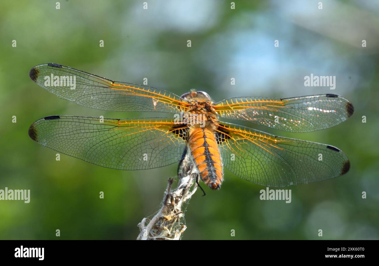 Rara canna Dragonfly femmina primo piano Foto Stock