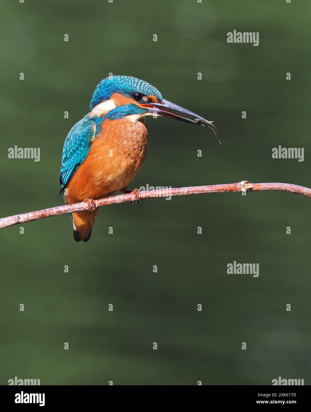 Il giovane kingfisher, solo settimane di età sono indipendenti, devono pescare con successo per sopravvivere! Foto Stock