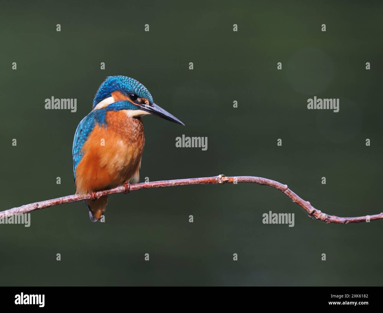 Il giovane kingfisher, solo settimane di età sono indipendenti, devono pescare con successo per sopravvivere! Foto Stock