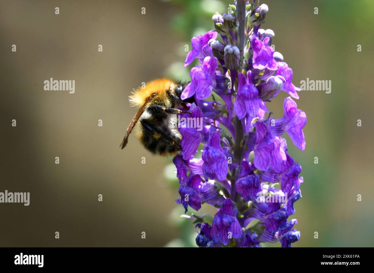 Pisello carder comune su fiore viola Loosestrife Foto Stock