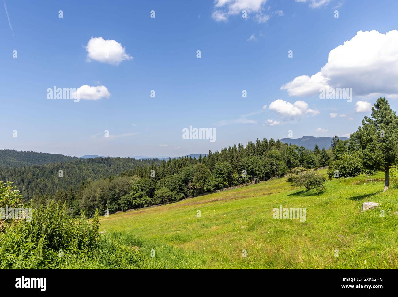 Sommer in Bayern die Sonne scheint bei blauem Himmel und nur wenigen Wolken auf die Landschaft im Bayerischen Wald, rechts im Hintergrund der Große und Kleine Osser., Lohberg Bayern Deutschland *** Estate in Baviera il sole splende sotto un cielo azzurro e solo poche nuvole sul paesaggio della Foresta bavarese, sulla destra sullo sfondo il Großer e Kleiner Osser , Lohberg Baviera Germania Foto Stock