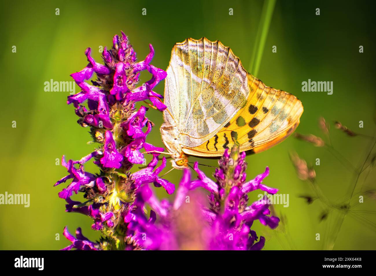 Nella soleggiata giornata estiva, la splendida farfalla gialla si trova su una vista laterale dei fiori rosa luminosi su uno sfondo sfocato della natura Foto Stock