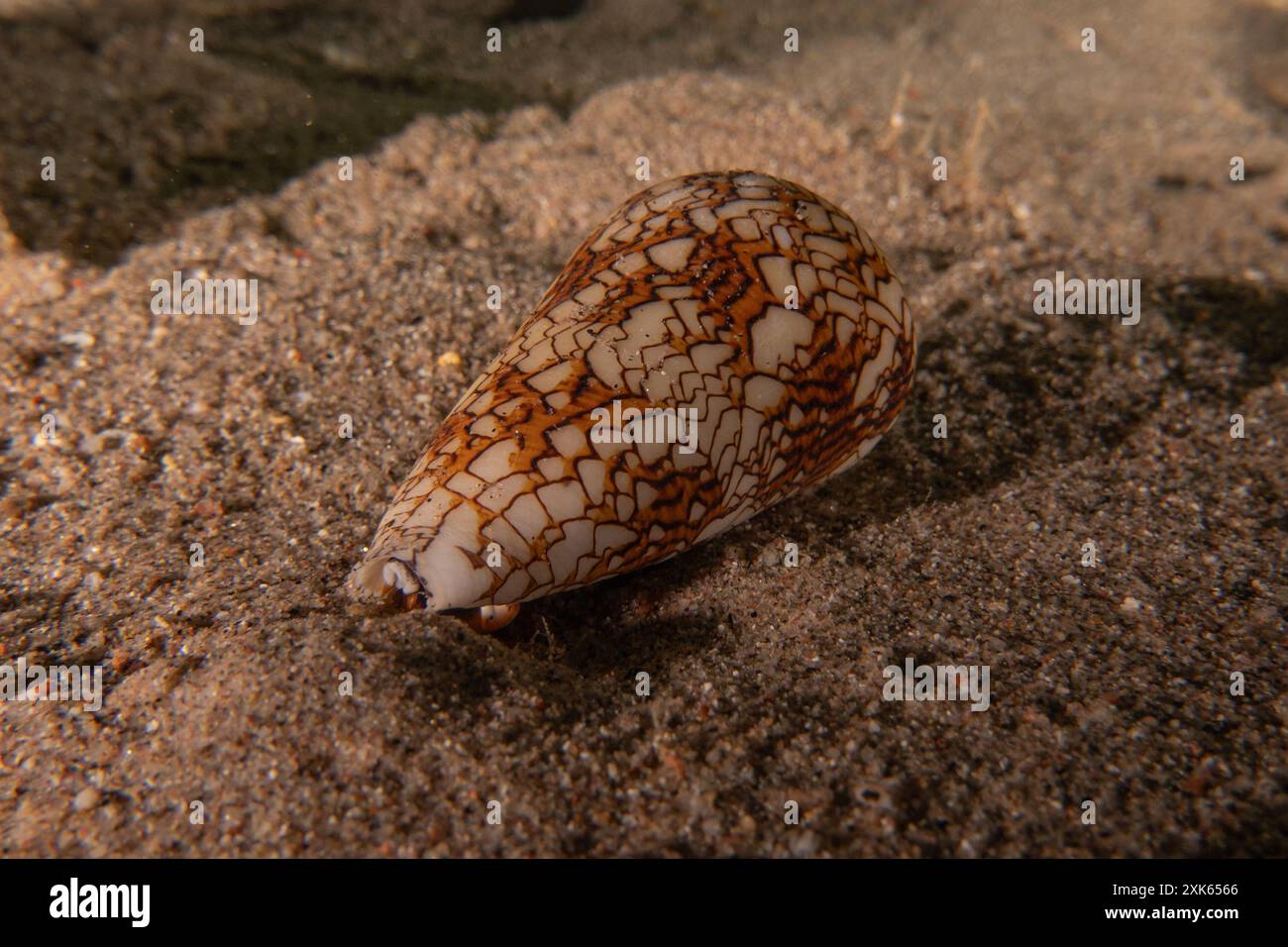 Conus Textile sul fondo del Mar Rosso, Eilat Israele Foto Stock