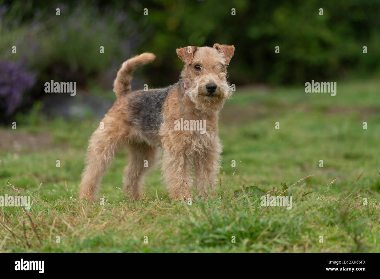 lakeland terrier cane Foto Stock