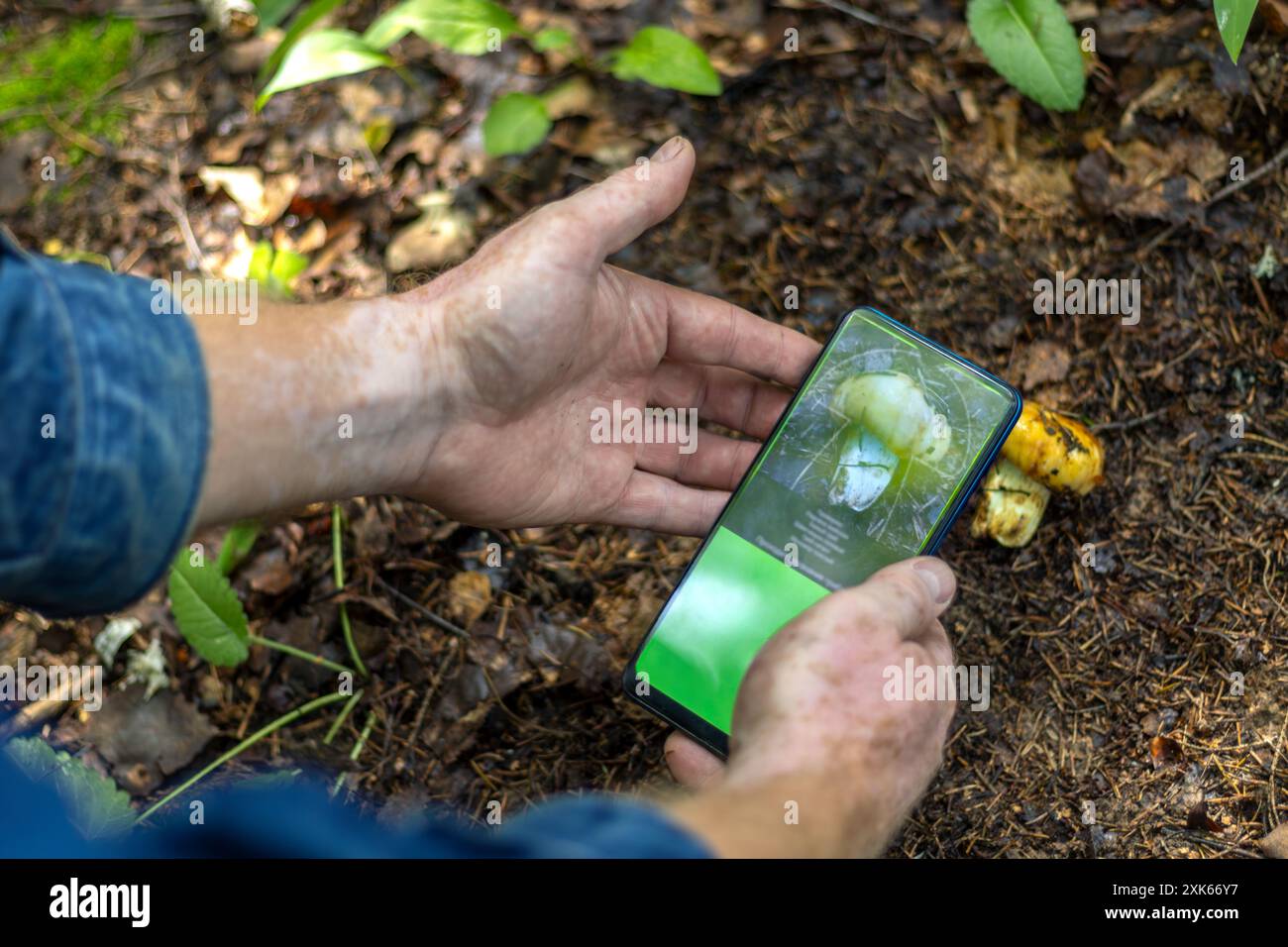 Primo piano delle mani di un cacciatore di funghi utilizzando l'app mobile per riconoscere i funghi nella foresta. Vitiligine. Foto Stock