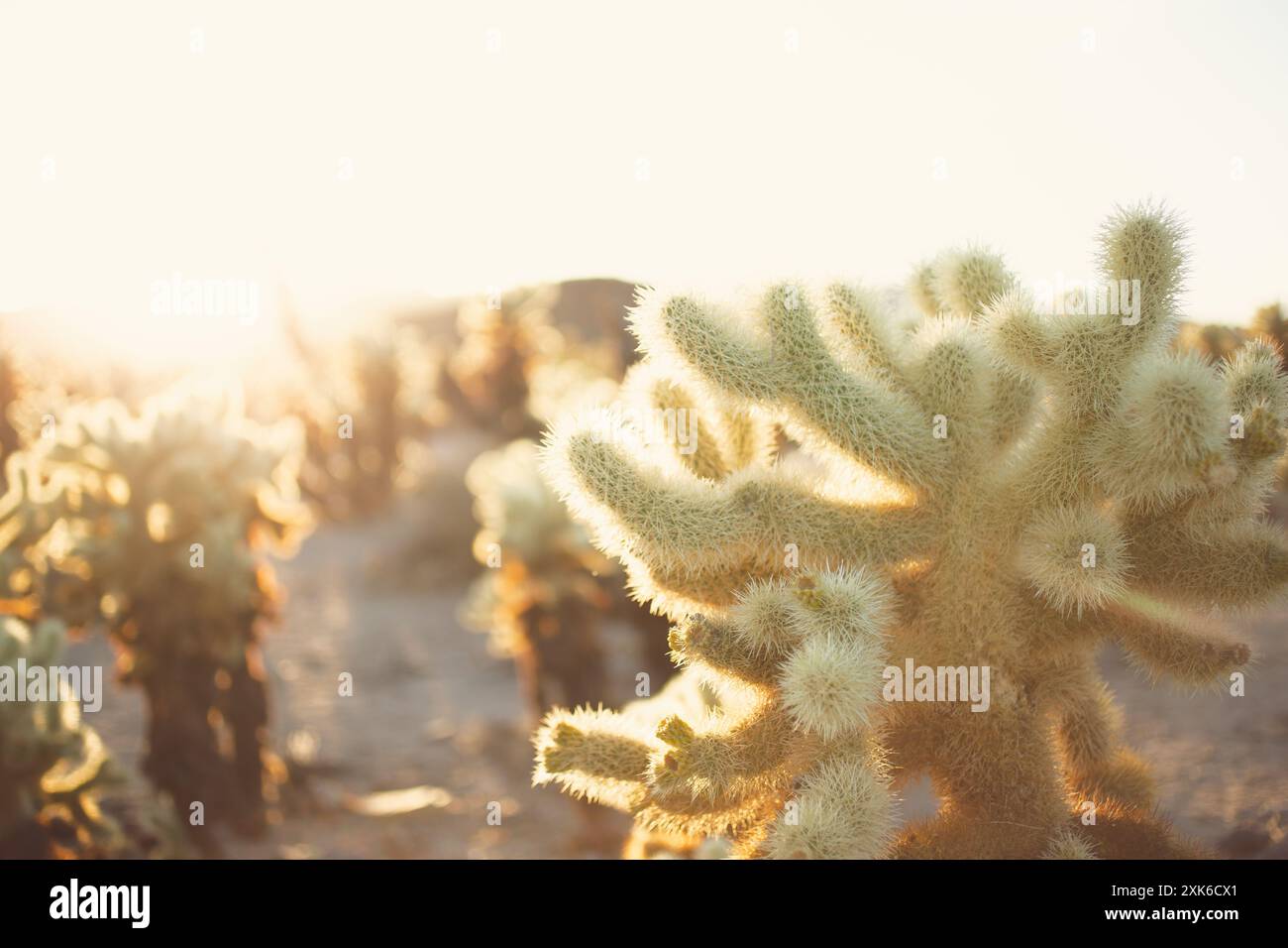 Una vista rustica del Giardino del Cactus Cholla durante il tramonto. Foto Stock