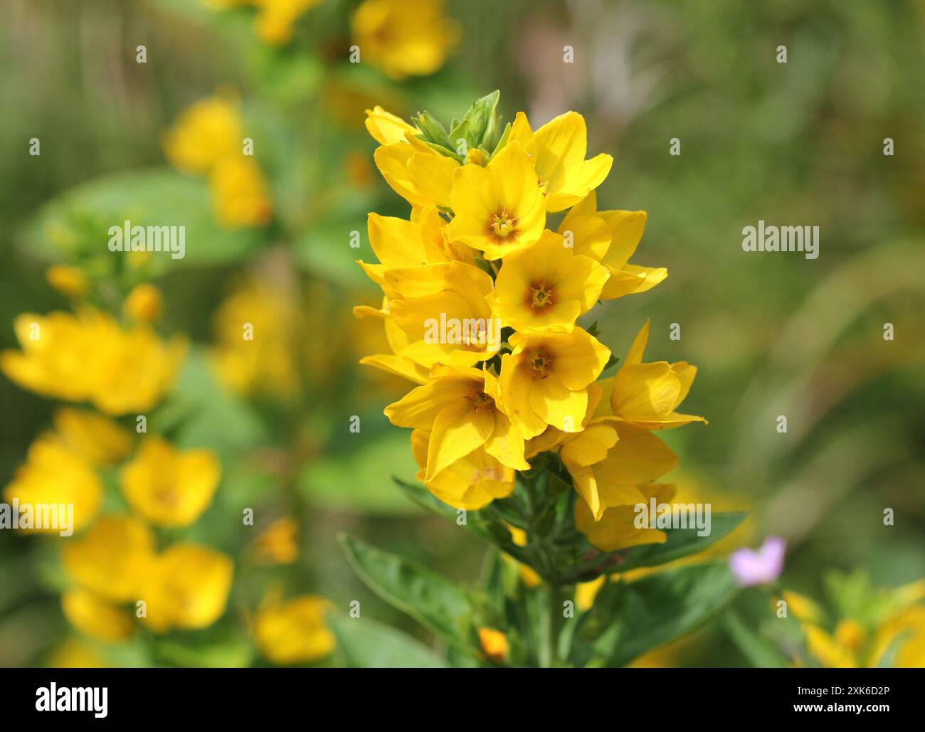 Un primo piano di Lysimachia punctata, Loosestrife gialla Foto Stock