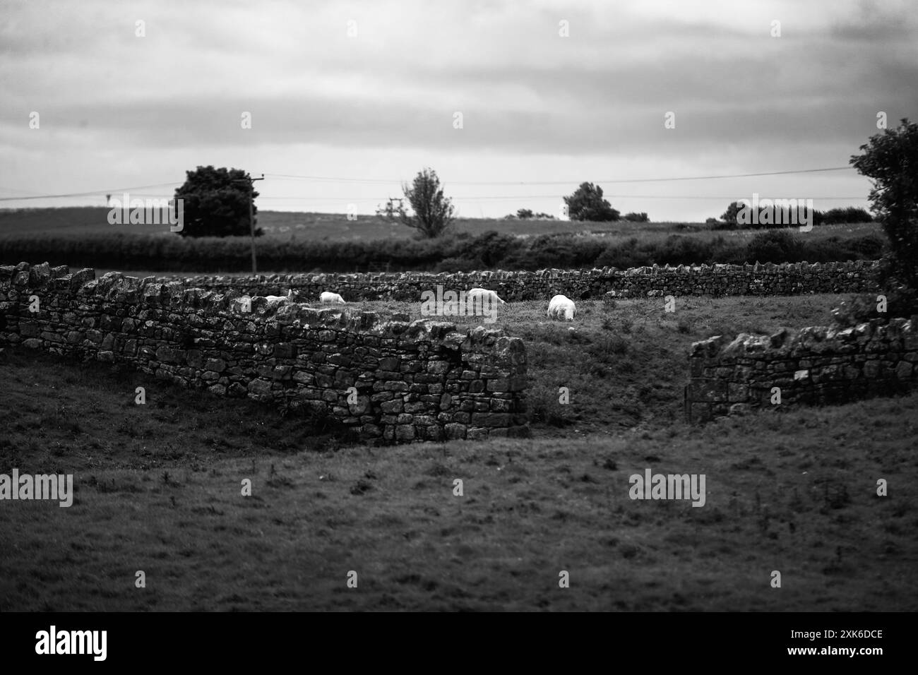 Pecore e bestiame all'interno di una penna murata in pietra in una fattoria nella contea rurale di Northumberland, Inghilterra. Foto Stock