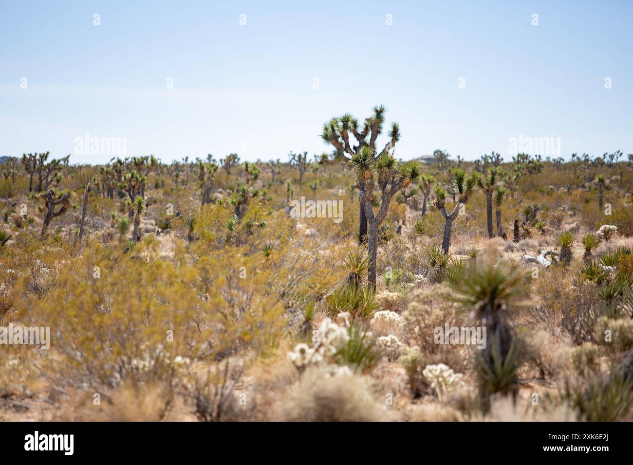 Una vista di un deserto pieno di alberi di Giosuè sparsi, visto all'interno del Parco Nazionale di Joshua Tree. Foto Stock