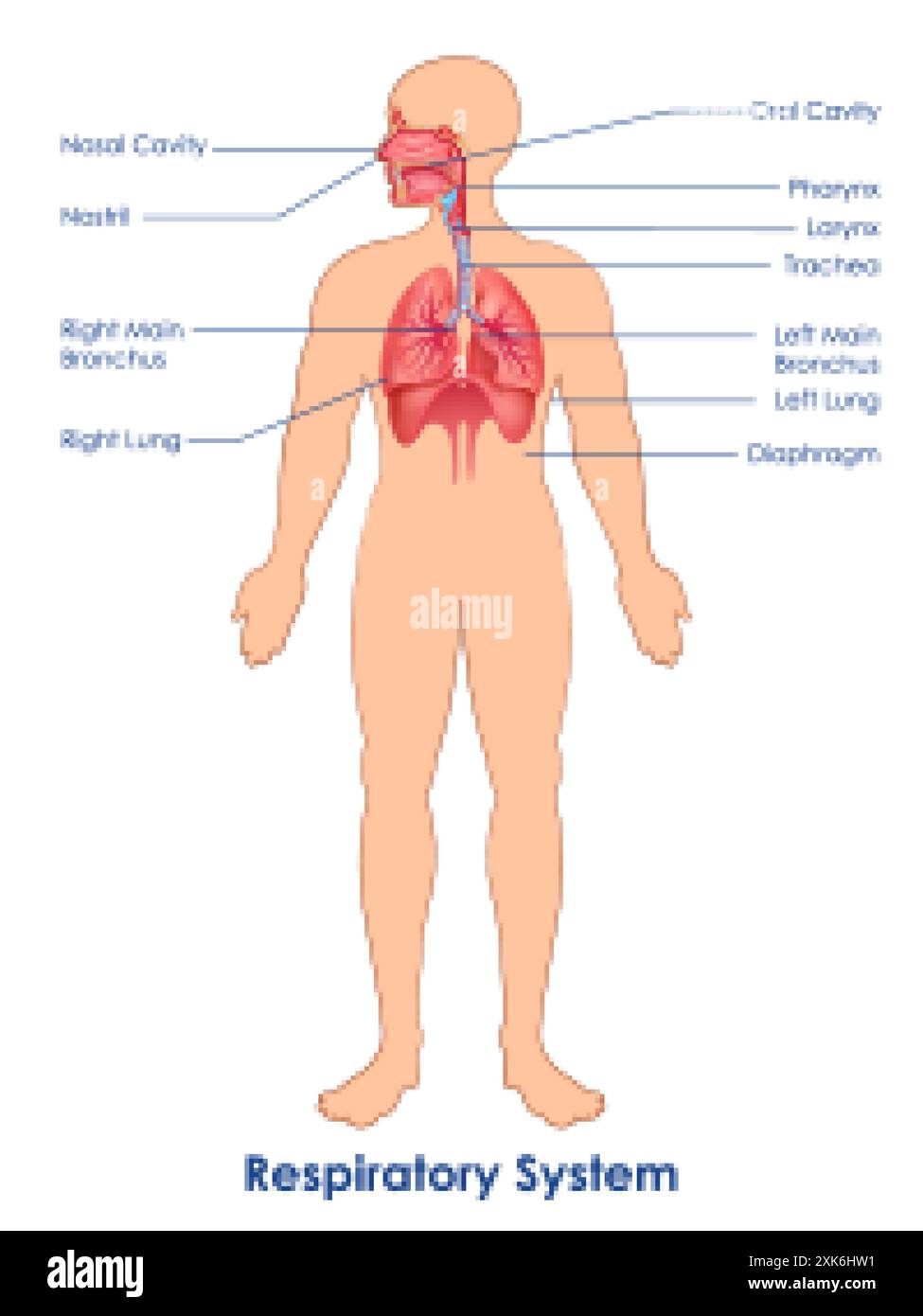 Illustrazione di assistenza sanitaria e formazione medica background dello studio Human Respiratory System for Science Biology Illustrazione Vettoriale